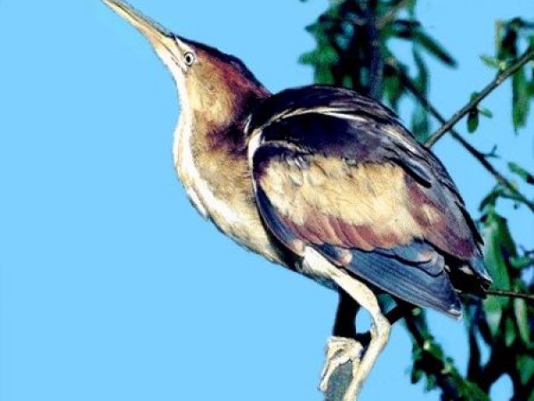 Least Bittern | Ixobrychus exilis