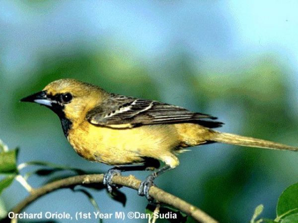 Orchard Oriole | Icterus spurius | immature male