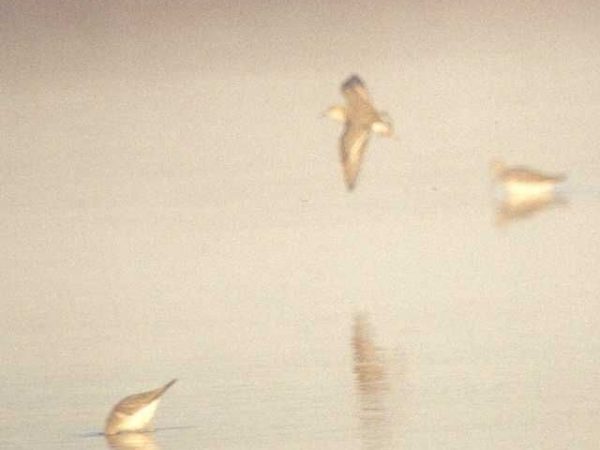 Ruff | Philomachus pugnax