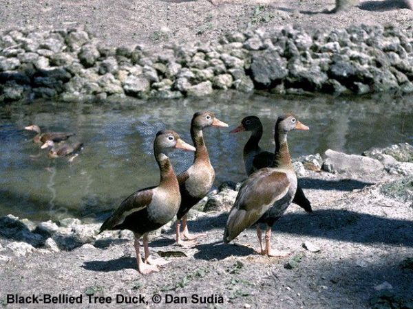Black-Bellied Whistling-Duck | Dendrocygna autumnalis