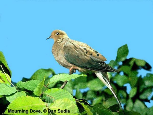 Mourning Dove | Zenaida macroura