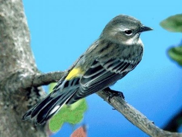 Yellow-rumped Warbler | Dendroica coronata