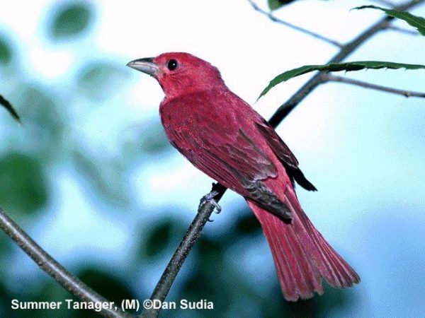 Summer Tanager | Piranga rubra | male