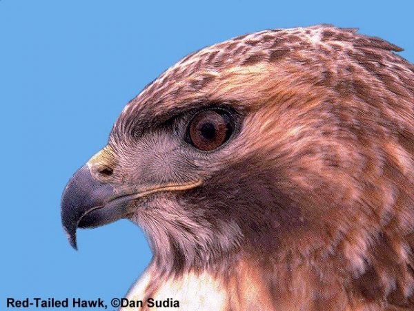 Red-tailed Hawk | Buteo jamaicensis