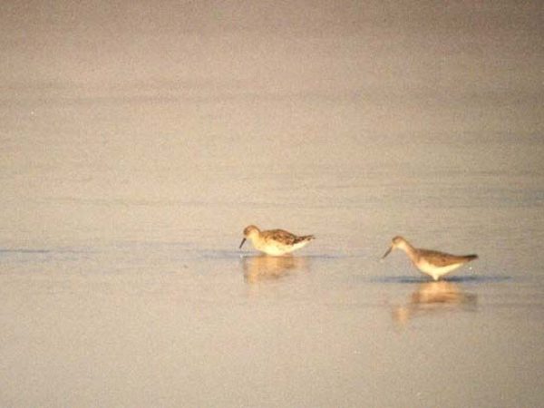Ruff | Philomachus pugnax