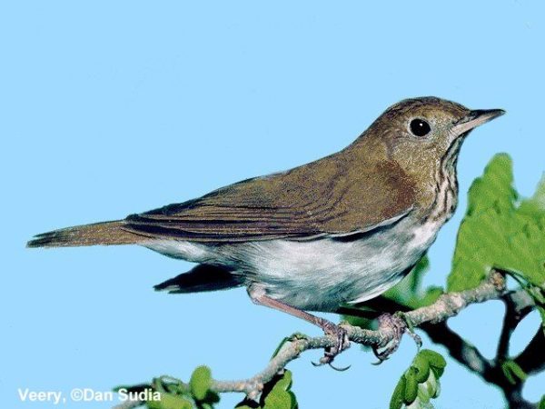 Veery | Catharus fuscescens