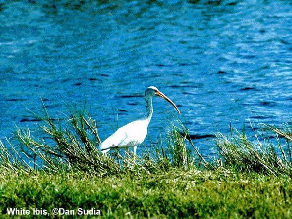 White Ibis | Eudocimus albus
