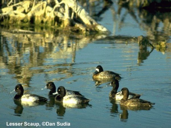 Lesser Scaup | Aythya affinis