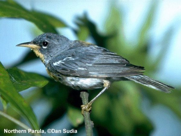 Northern Parula | Parula americana