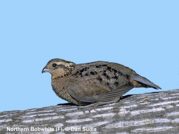 Northern Bobwhite | Colinus virginianus | female