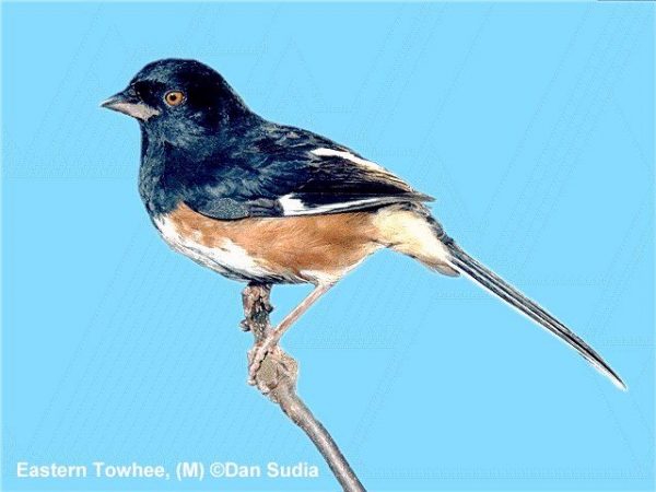 Eastern Towhee | Pipilo erythrophthalmus | male