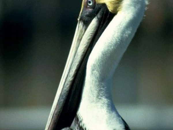 Brown Pelican | Pelecanus occidentalis