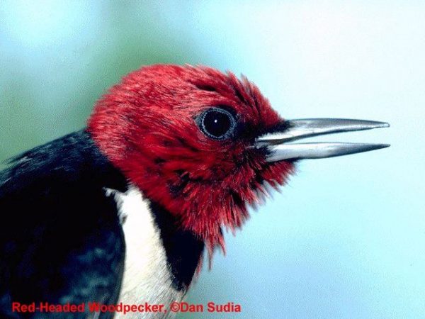 Red-headed Woodpecker | Melanerpes erythrocephalus