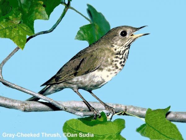 Gray-cheeked Thrush | Catharus minimus