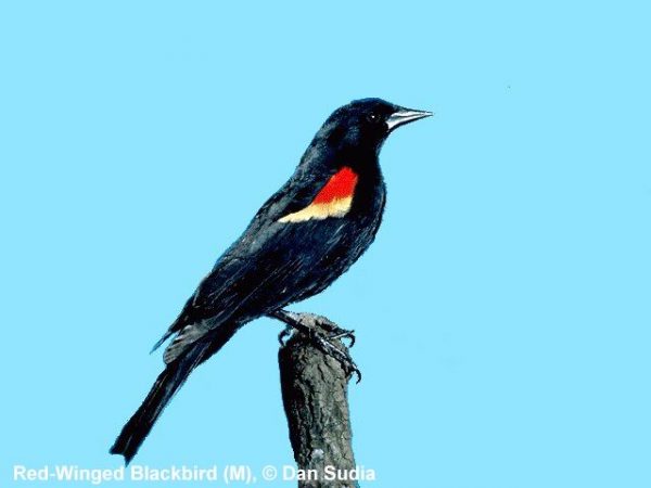 Red-winged Blackbird | Agelaius phoeniceus | male