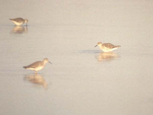 Ruff | Philomachus pugnax