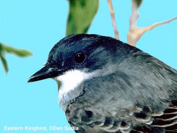 Eastern Kingbird | Tyrannus tyrannus