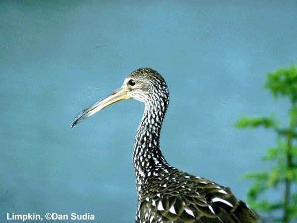 Limpkin | Aramus guarauna