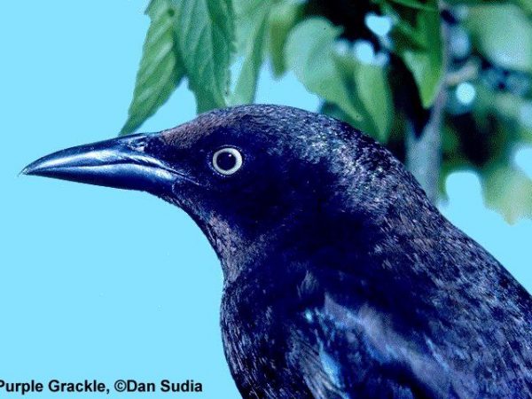 Common Grackle | Quiscalus quiscula