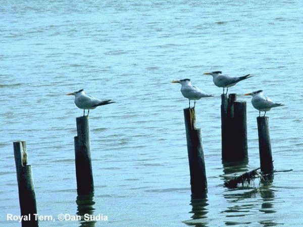 Royal Tern | Sterna maxima