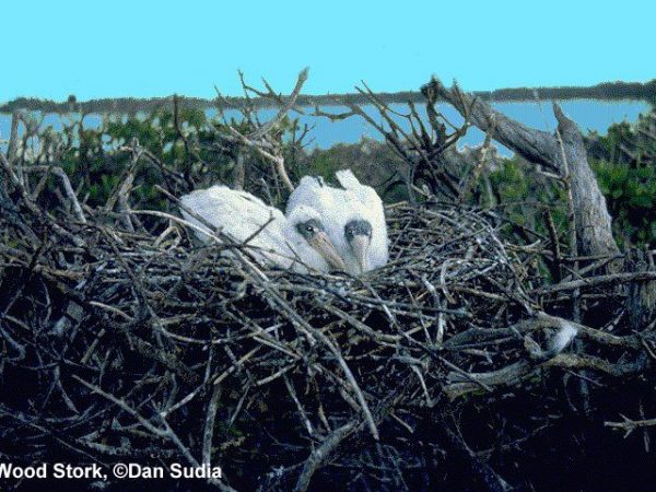 Wood Stork | Mycteria americana