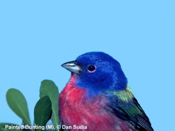 Painted Bunting | Passerina ciris | male