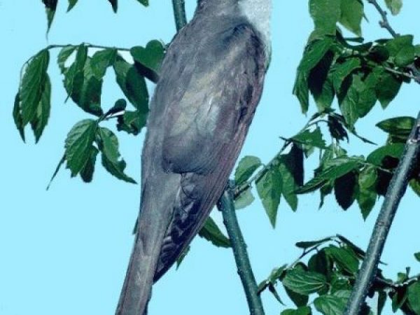 Yellow-billed Cuckoo | Coccyzus americanus