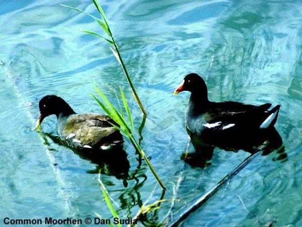 Common Moorhen | Gallinula chloropus