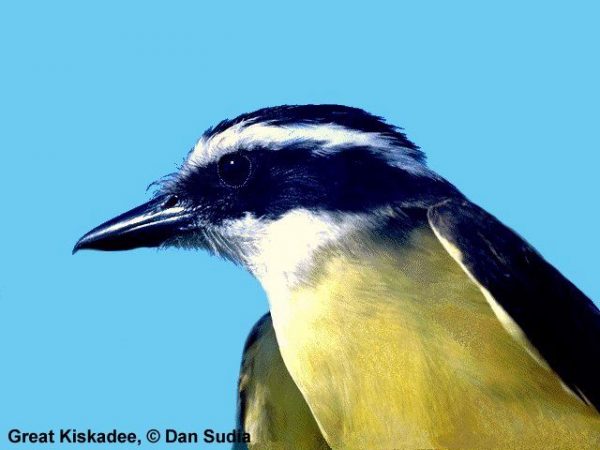 Great Kiskadee | Pitangus sulphuratus