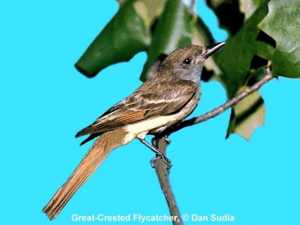 Great Crested Flycatcher | Myiarchus crinitus