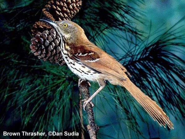 Brown Thrasher | Toxostoma rufum