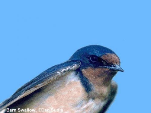 Barn Swallow | Hirundo rustica