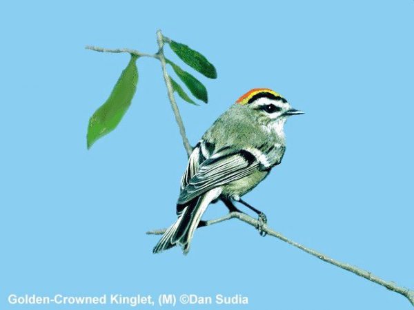 Golden-crowned Kinglet | Regulus satrapa