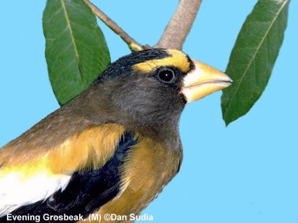Evening Grosbeak | Coccothraustes vespertina