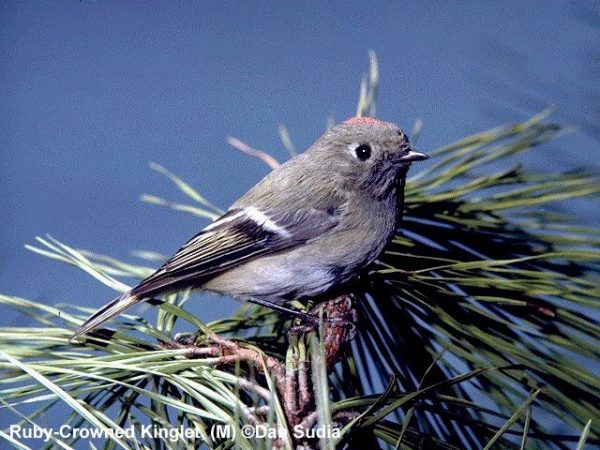 Ruby-crowned Kinglet | Regulus calendula | male
