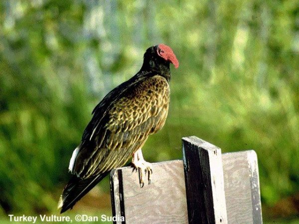 Turkey Vulture | Cathartes aura