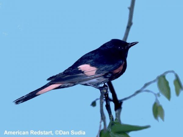 American Redstart | Setophaga ruticilla