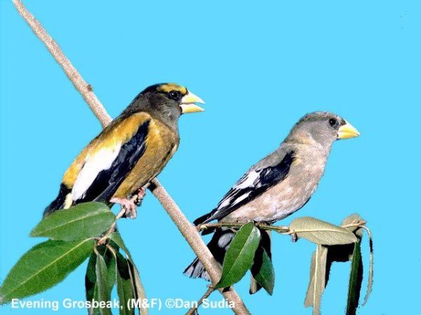 Evening Grosbeak | Coccothraustes vespertina | pair