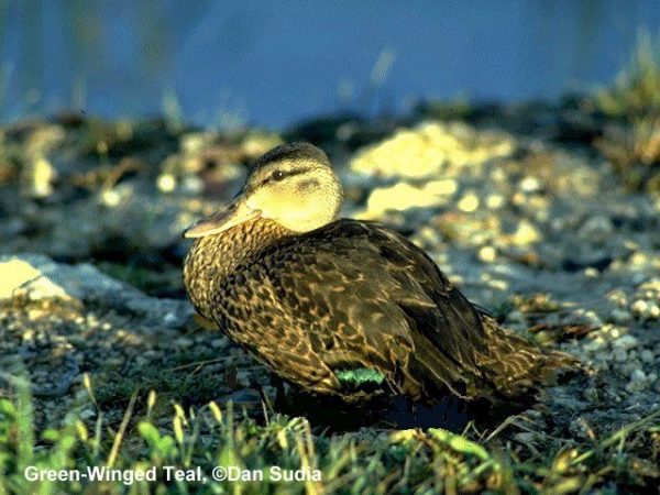 Green-winged Teal | Anas crecca