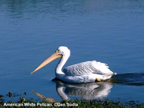 American White Pelican | Pelecanus erythrorhynchos
