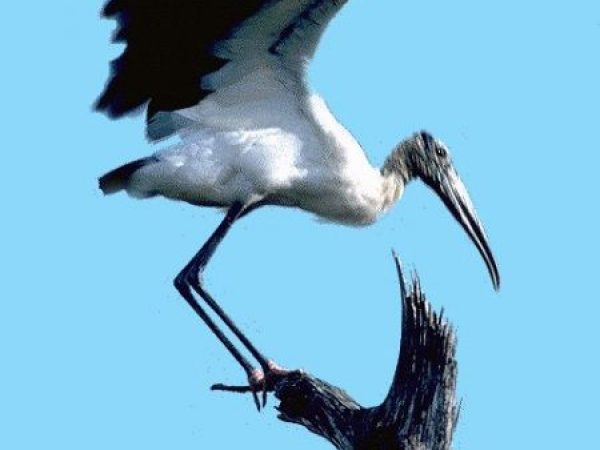 Wood Stork | Mycteria americana