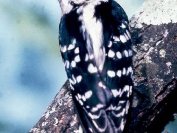 Downy Woodpecker | Picoides pubescens