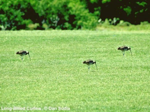 Long-billed Curlew | Numenius americanus