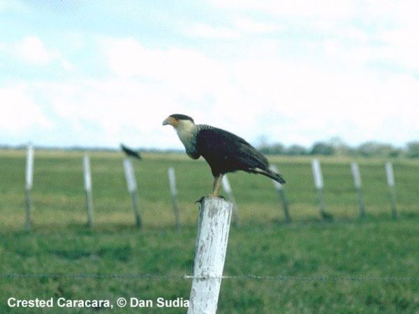 Crested Caracara | Caracara plancus