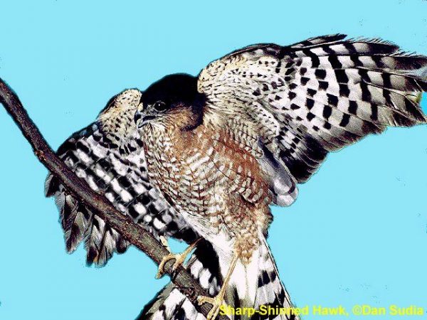 Sharp-shinned Hawk | Accipiter striatus