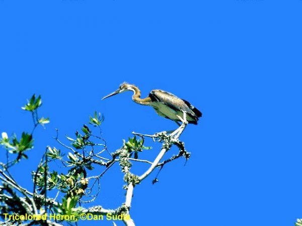Tricolored Heron | Egretta tricolor