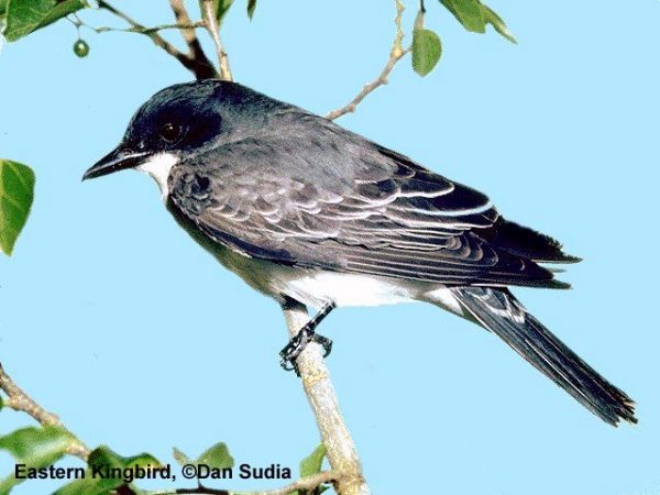 Eastern Kingbird | Tyrannus tyrannus