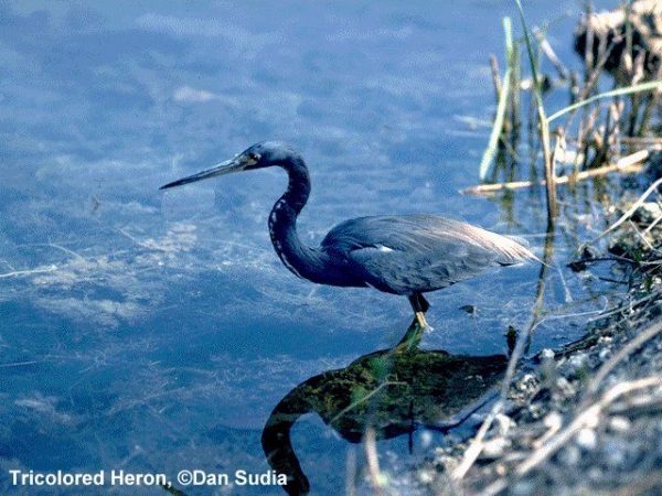 Tricolored Heron | Egretta tricolor