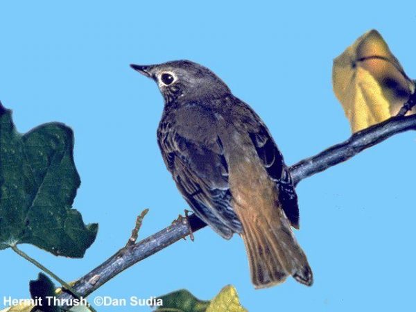 Hermit Thrush | Catharus guttatus