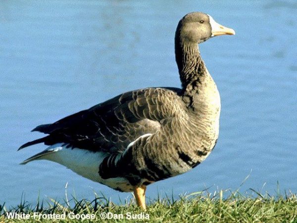 Greater White-fronted Goose | Anser albifrons